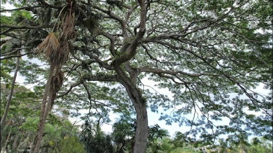 Jardin Botanique de Coconi