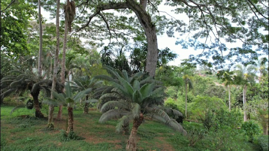 Jardin Botanique de Coconi