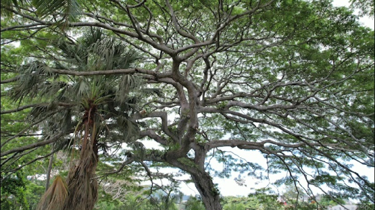 Jardin Botanique de Coconi