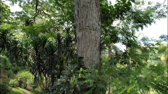 Jardin Botanique de Coconi