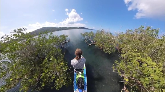 La mangrove en Paddle