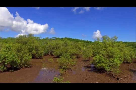 Mangrove de Chirongui et baie de Boueni