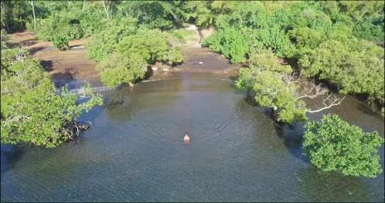 Mangrove de Hajangoua - Littoral