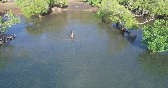 Mangrove de Hajangoua - Nageuse