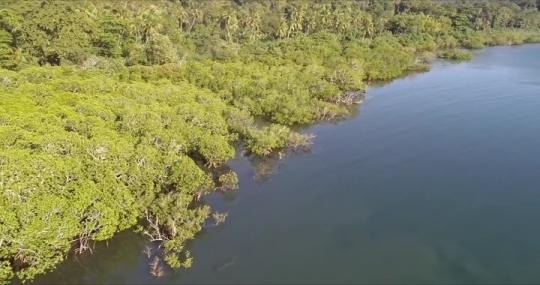 Mangrove de Hajangoua - Nageuse