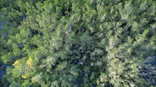 Mangrove de M'Zouazia