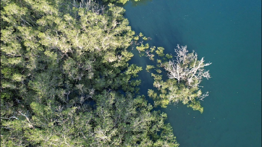 Mangrove de M'Zouazia