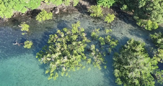 Mangrove de M'Zouazia
