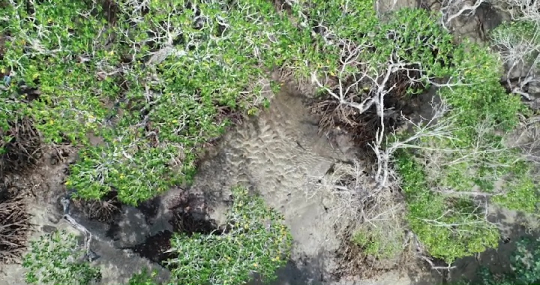 Mangrove de M'zouazia de drone