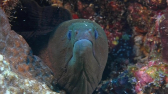 Murène de Mayotte - Passe bateaux