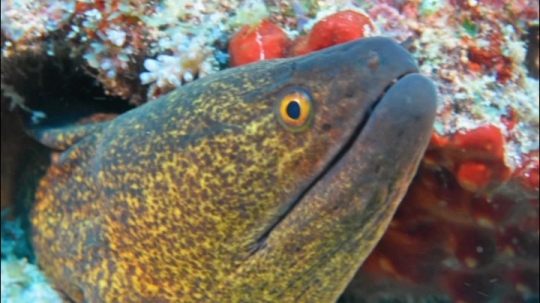 Murène de Mayotte - Passe bateaux