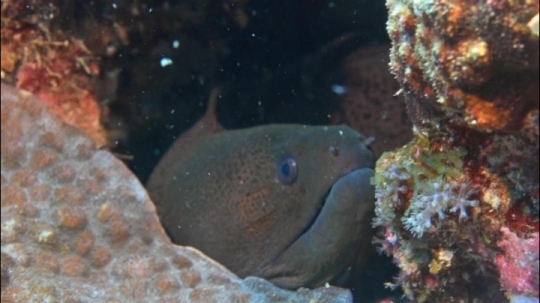 Murène de Mayotte - Passe bateaux
