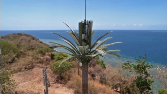 Palmier antenne de Ngouja