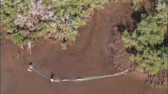 Pêche au Djarifa en sorite de Mangrove