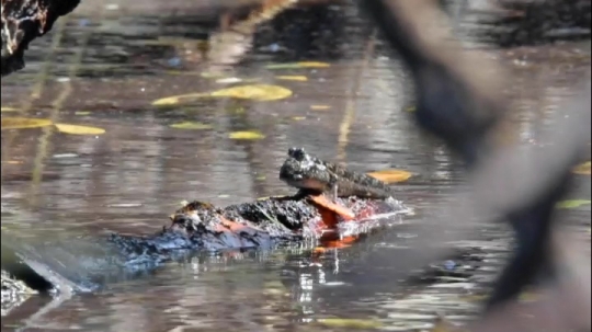 Périophtalme en mangrove