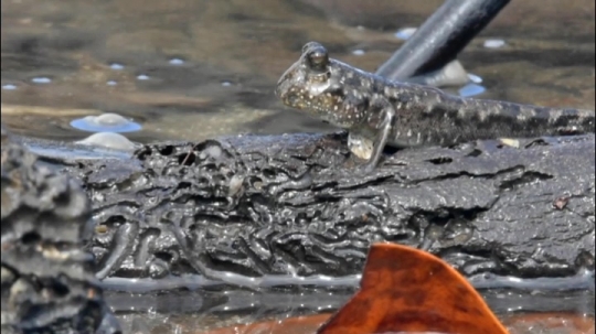 Périophtalme en mangrove
