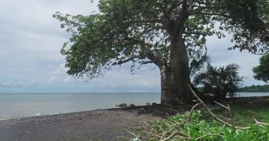 Plage de M'Bouanatsa - Baobab