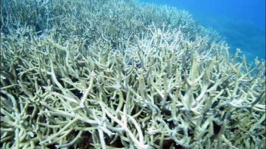 Plongée - Corail de Chira Rani