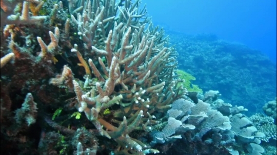 Plongée - Corail de Chira Rani