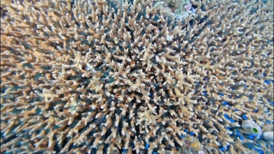 Plongée - Corail de Chira Rani