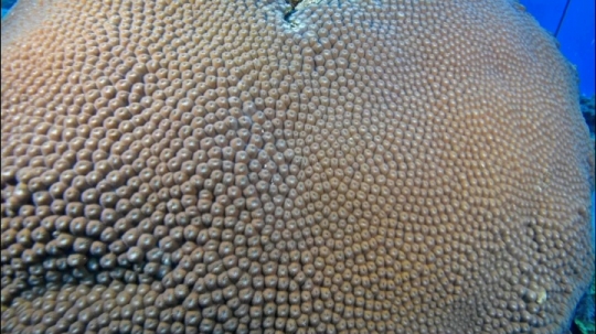 Plongée - Corail de Chira Rani