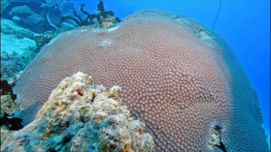 Plongée - Corail de Chira Rani