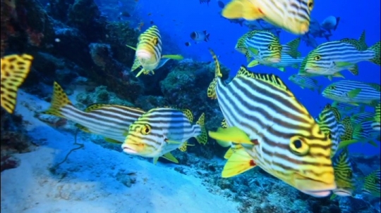 Plongée Patate Gaterins - Bancs de poissons