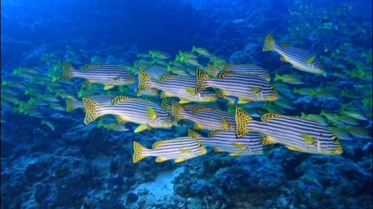 Plongée Patate Gaterins - Bancs de poissons
