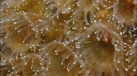 Polypes et plongée de nuit