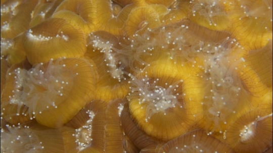 Polypes et plongée de nuit