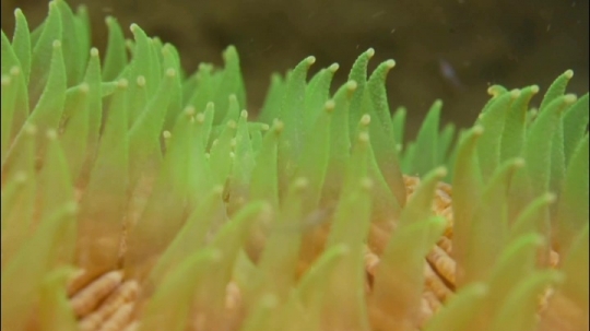 Polypes et plongée de nuit