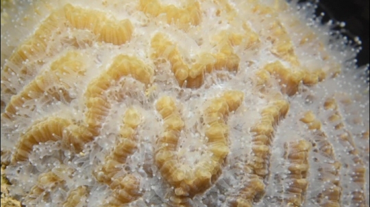 Polypes et plongée de nuit