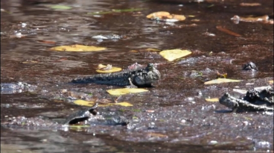Scène de mangrove - Périophtalme