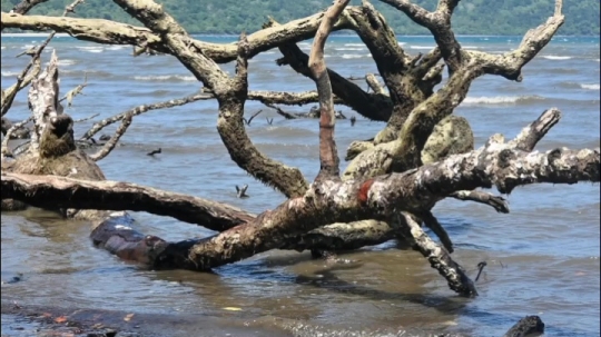 Scène de mangrove