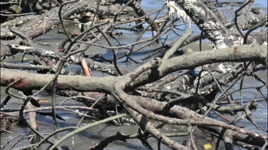 Scène de mangrove
