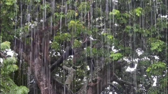 Temps de pluie