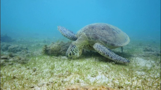 Tortue sur herbier - N'gouja