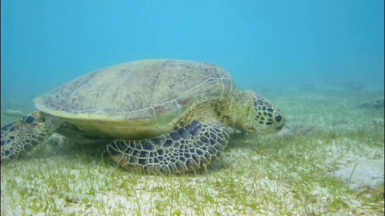 Tortue sur herbier - N'gouja
