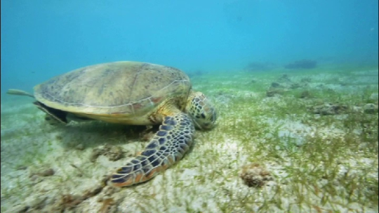 Tortue sur herbier - N'gouja