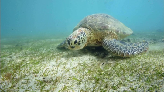 Tortue sur herbier - N'gouja