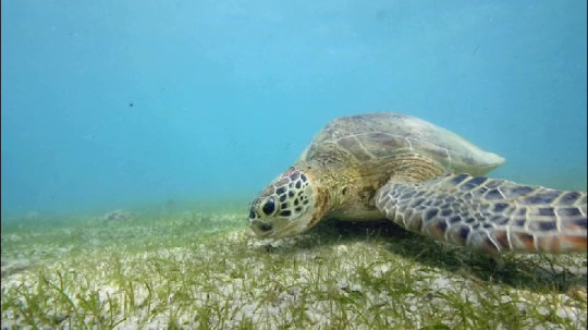 Tortue sur herbier - N'gouja