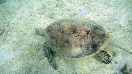 Tortue sur herbier - N'gouja