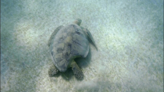 Tortue sur herbier - N'gouja
