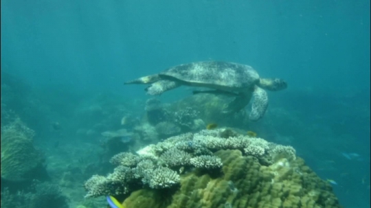 Tortue sur zone de nettoyage