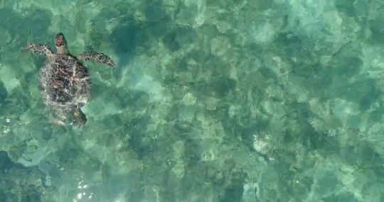 Tortue verte par drone