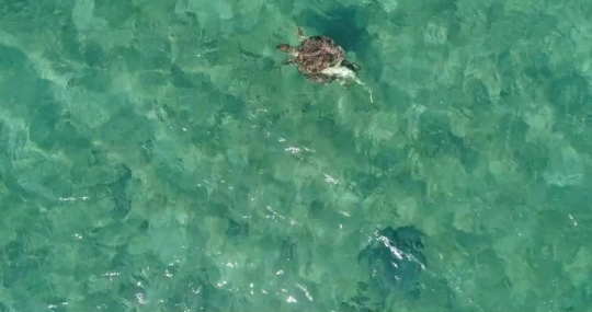 Tortue verte par drone
