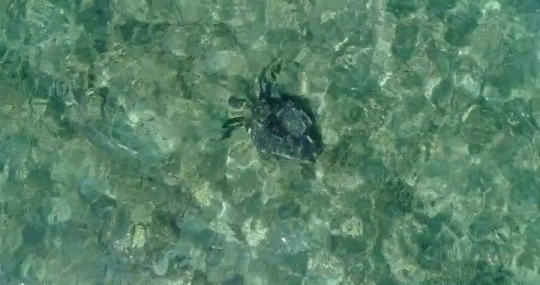Tortue verte par drone