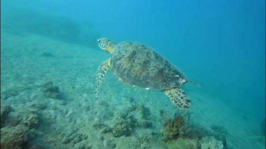 Tortues et zones de repos