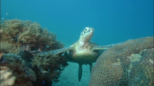 Tortues et zones de repos