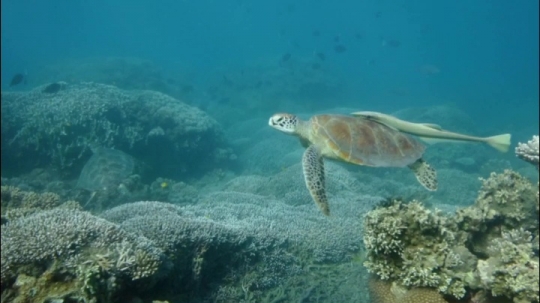 Tortues et zones de repos